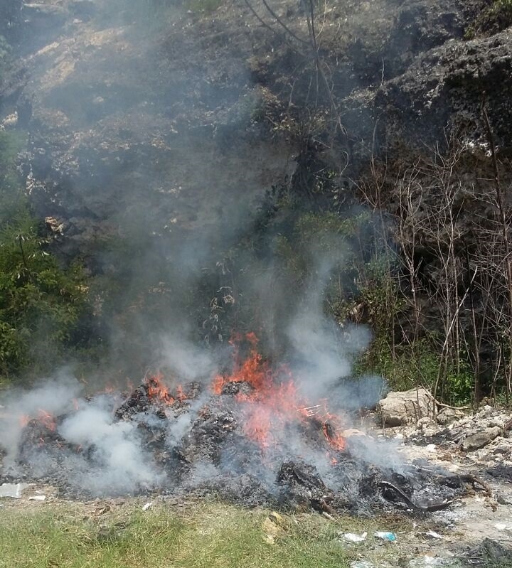 Destruye PGR más de una tonelada de pepino de mar