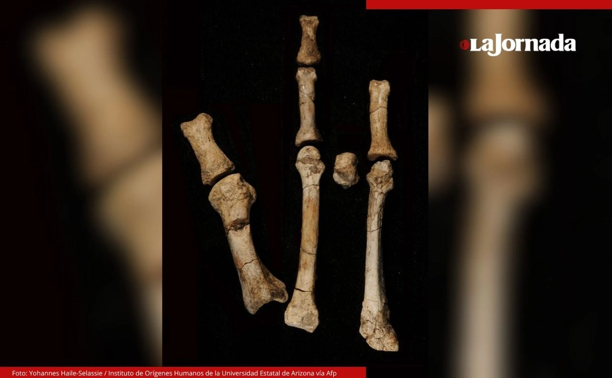 Pie fosilizado arroja luz sobre contemporáneo de Lucy en Etiopía