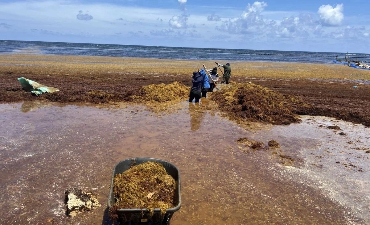 Anuncian plan emergente en marcha tras llegada anticipada de sargazo en Mahahual