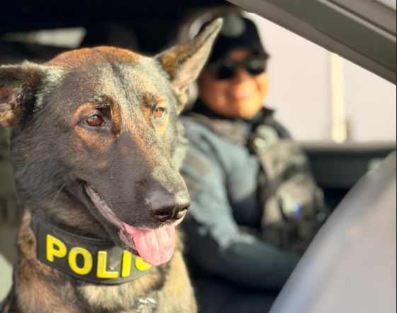 Aseguran más de 30 kilos de narcóticos y seis vehículos en Playa del Carmen