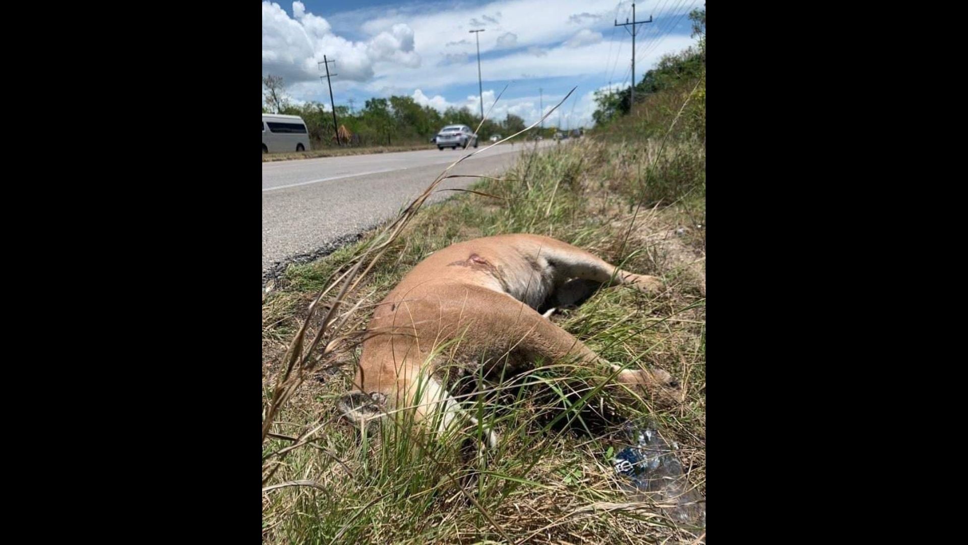 Urge tomar acciones para disminuir atropellamientos de fauna en Playa del Carmen
