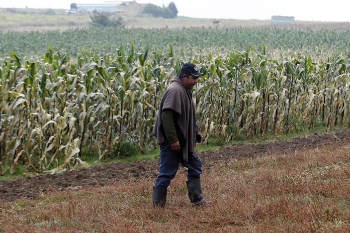 En México aún hay 21.6 millones de personas en inseguridad alimentaria: Sheinbaum