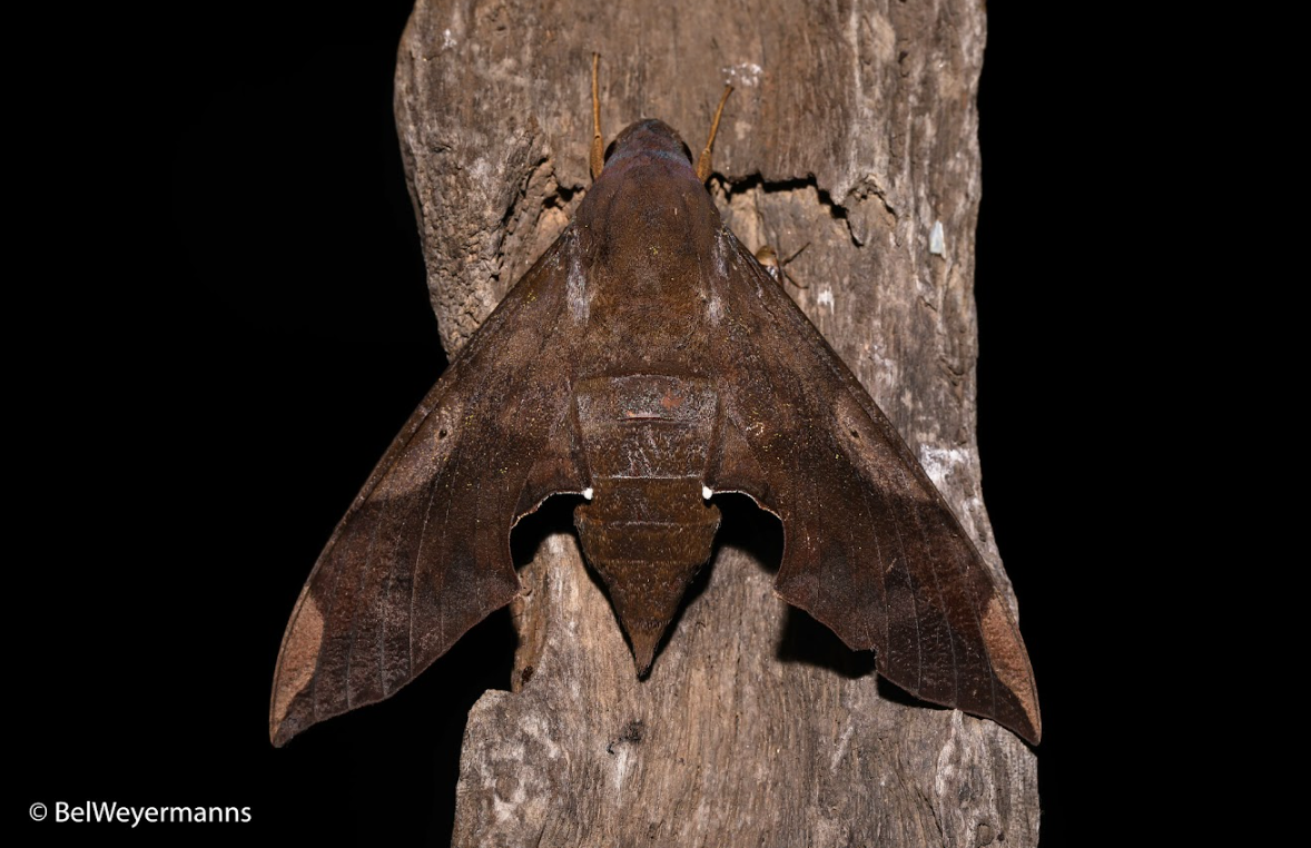 Polilla de los amates, un polinizador muy activo