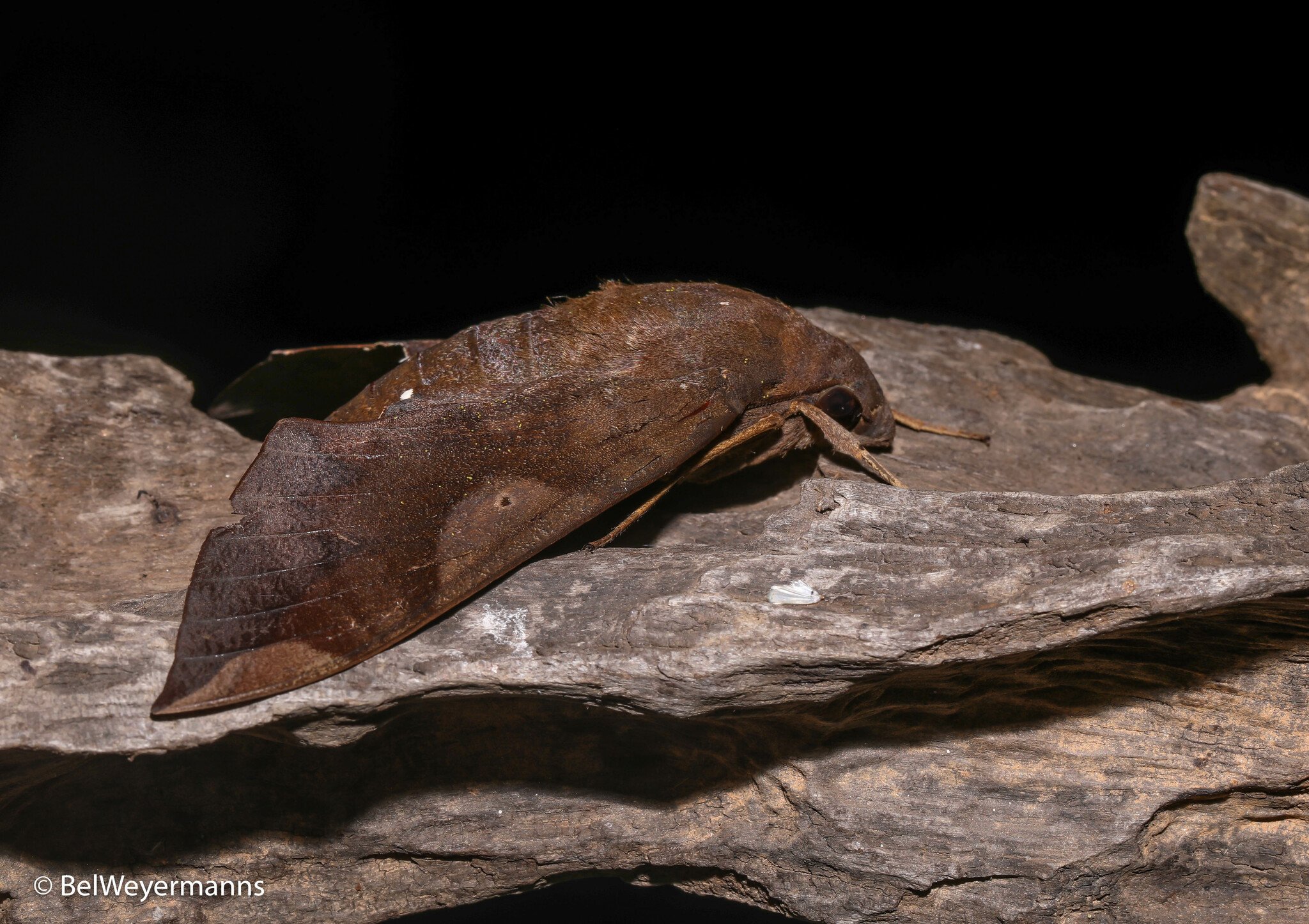 Áak’ab ts’unu’un, juntúul chan ba’alche’ ku máan ts’u’uts’ nikte