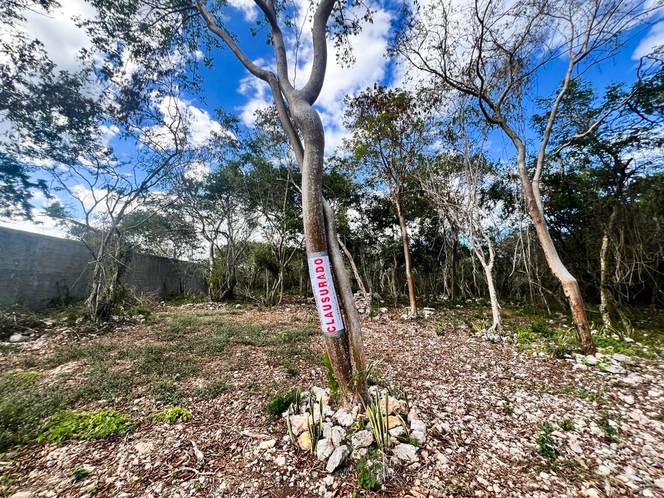 Profepa clausura predio con actividades irregulares en Dzibilchaltún, Yucatán