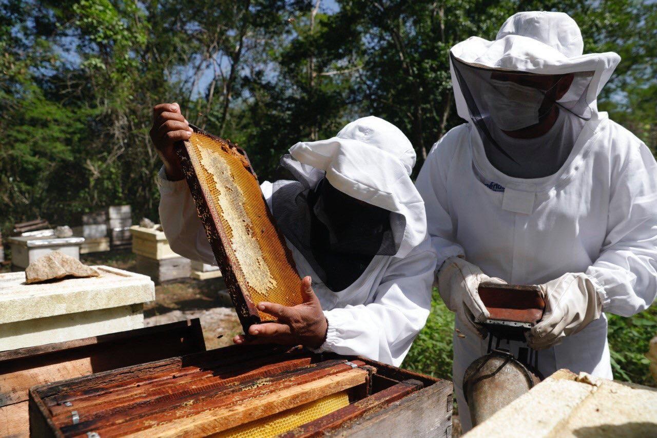 Productores meridanos reciben apoyo del programa 'Manos al Campo'