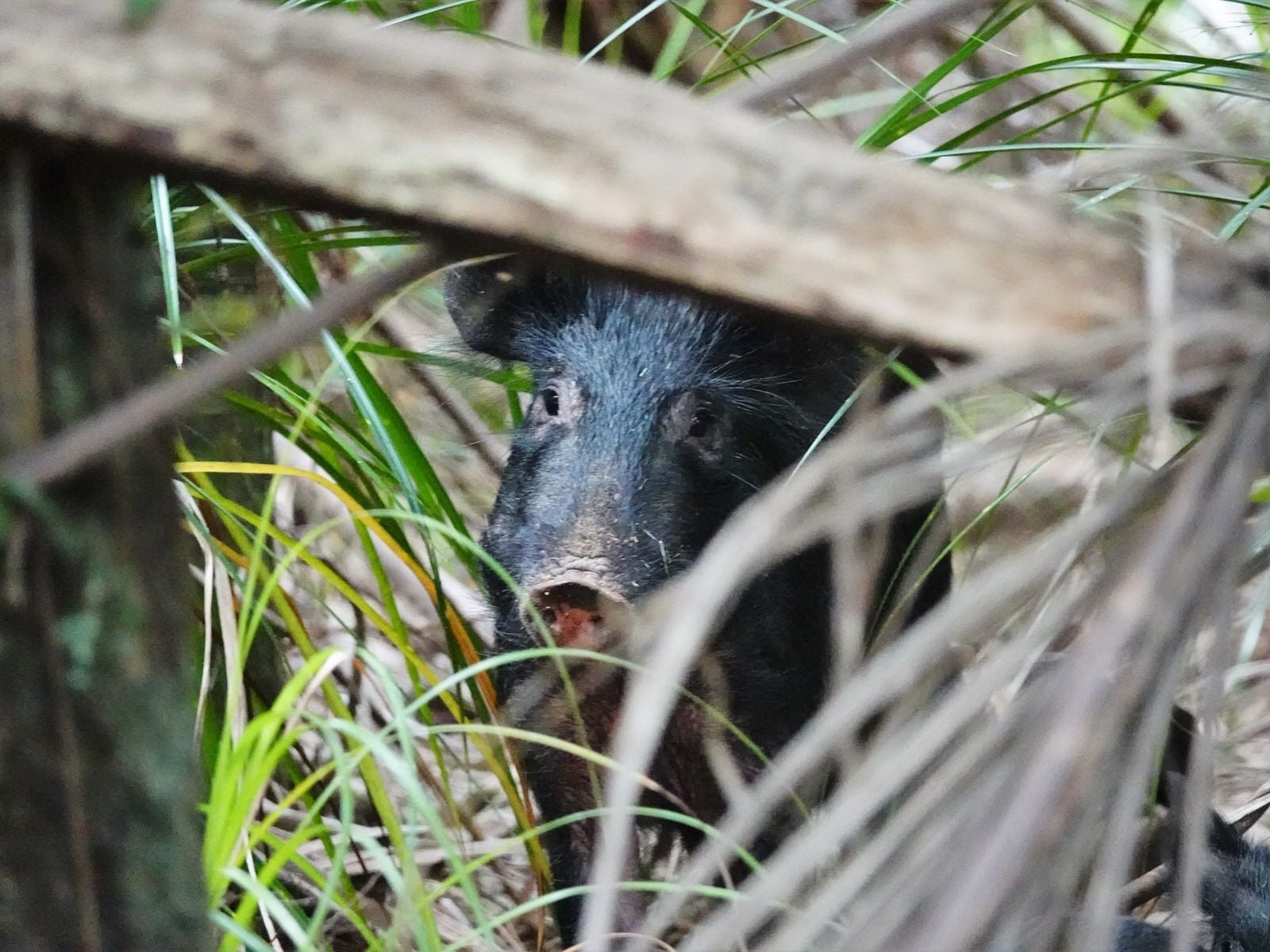 Puerquito vietnamita, esencial en la dieta de los pueblos originarios