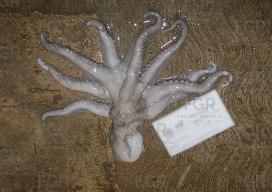Vinculan a proceso a dos detenidos con más de 460 kilos de pulpo maya en Yucatán