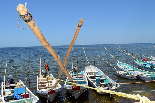 Repunte en captura de pulpo: reportan hasta 19 mil T