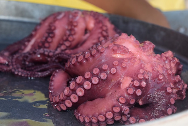 Buscan darle denominación de origen al pulpo maya en 2018