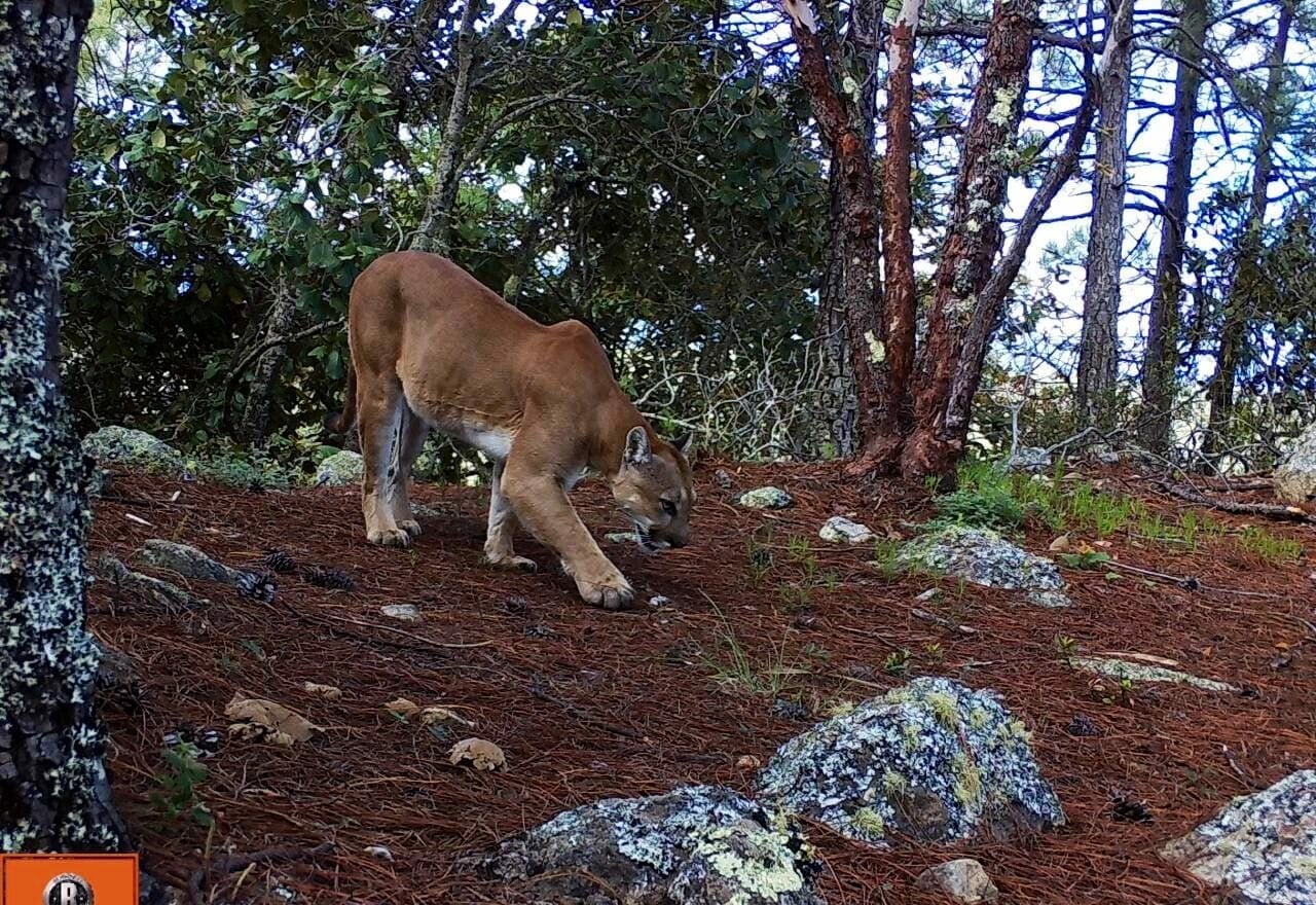 En Quintana Roo, los pumas también habitan a lo largo del litoral: Jaguar Wildlife Center