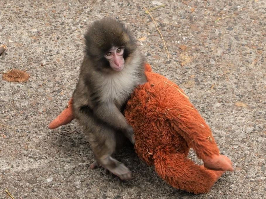 Punch, el macaco japonés que se viralizó por su peluche, celebra su primer cumpleaños