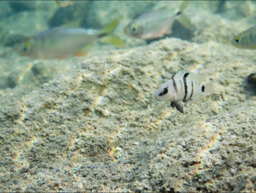 Mojarra chetumaleña, uno de los peces nativos más representativos del sur de QRoo