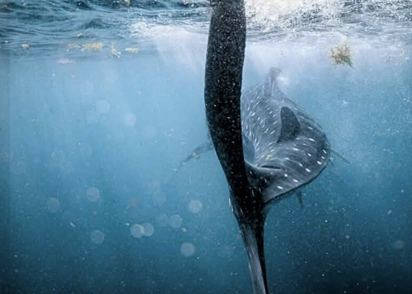 Sugieren reducir número de permisos para el avistamiento del tiburón ballena ante modificación del comportamiento de la especie