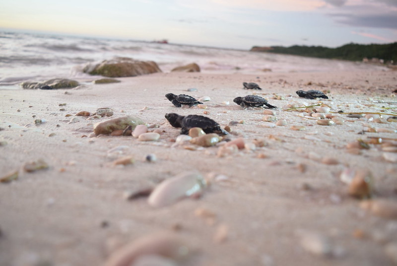 Ambientalistas piden seguridad para tortugas marinas en Isla Aguada