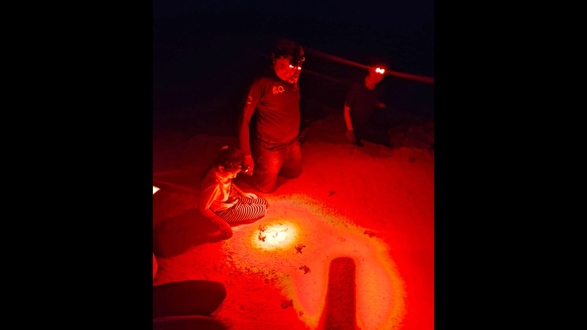 Reportan los primeros nacimientos de tortugas marinas de la temporada en Cozumel
