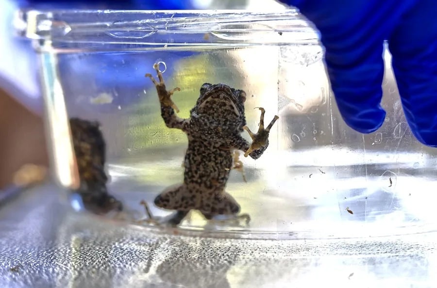 Concho muuche’ ku ts’áak u yóol ti’al ma’ u ch’éejel ikil u cha’ak u cha’anta’al ichil u meyaj Bad Bunny