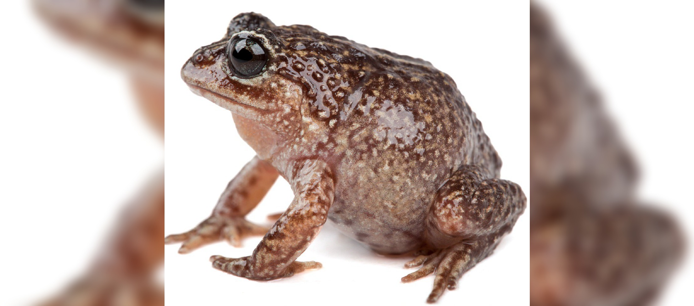 Descubren una nueva especie de rana en las remotas cumbres de una cordillera de Ecuador