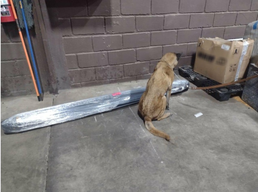 El sargazo que nos mata y el Tren Maya