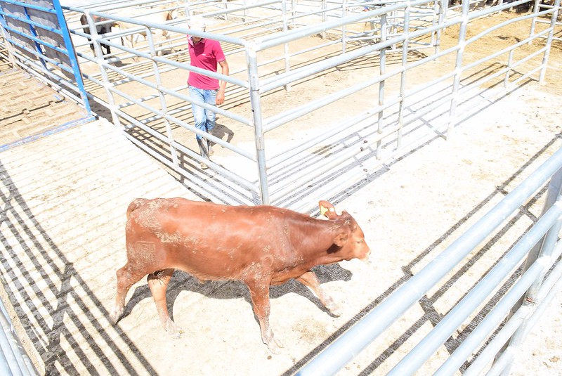 Hemos recuperado 85 por ciento del mercado: José Alberto Loria
