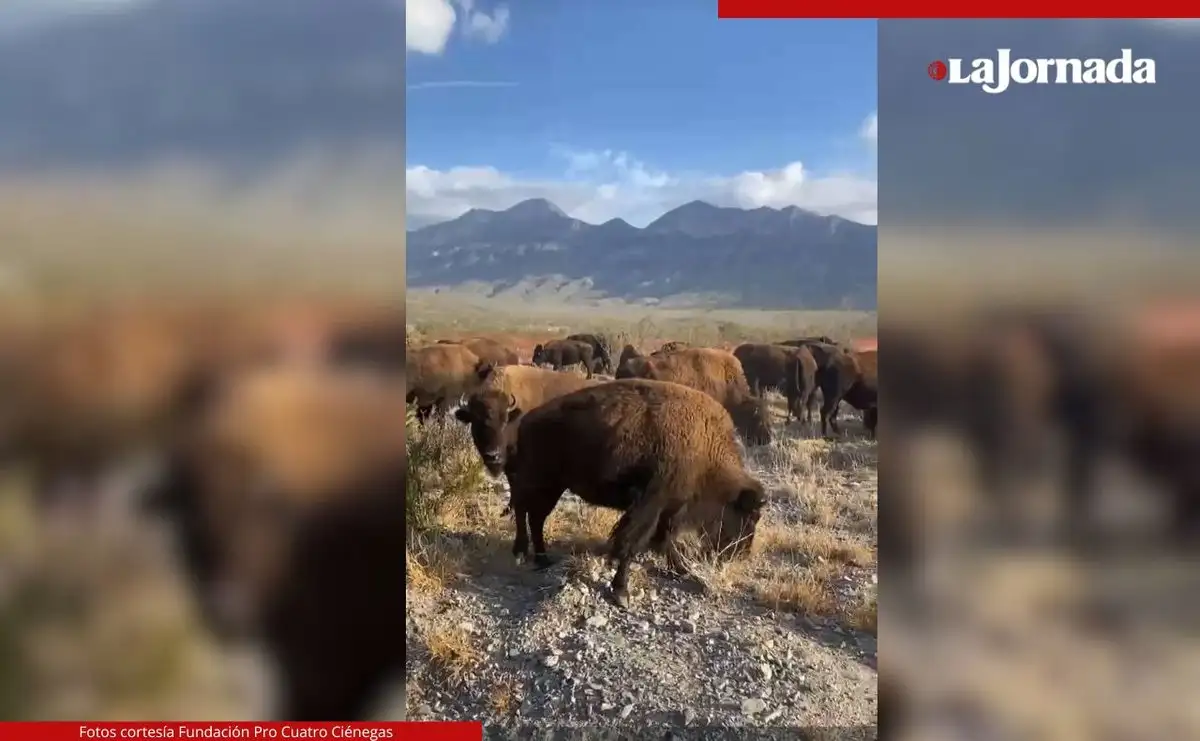 Reintroducen al bisonte americano en la reserva ecológica El Santuario, en el desierto coahuilense