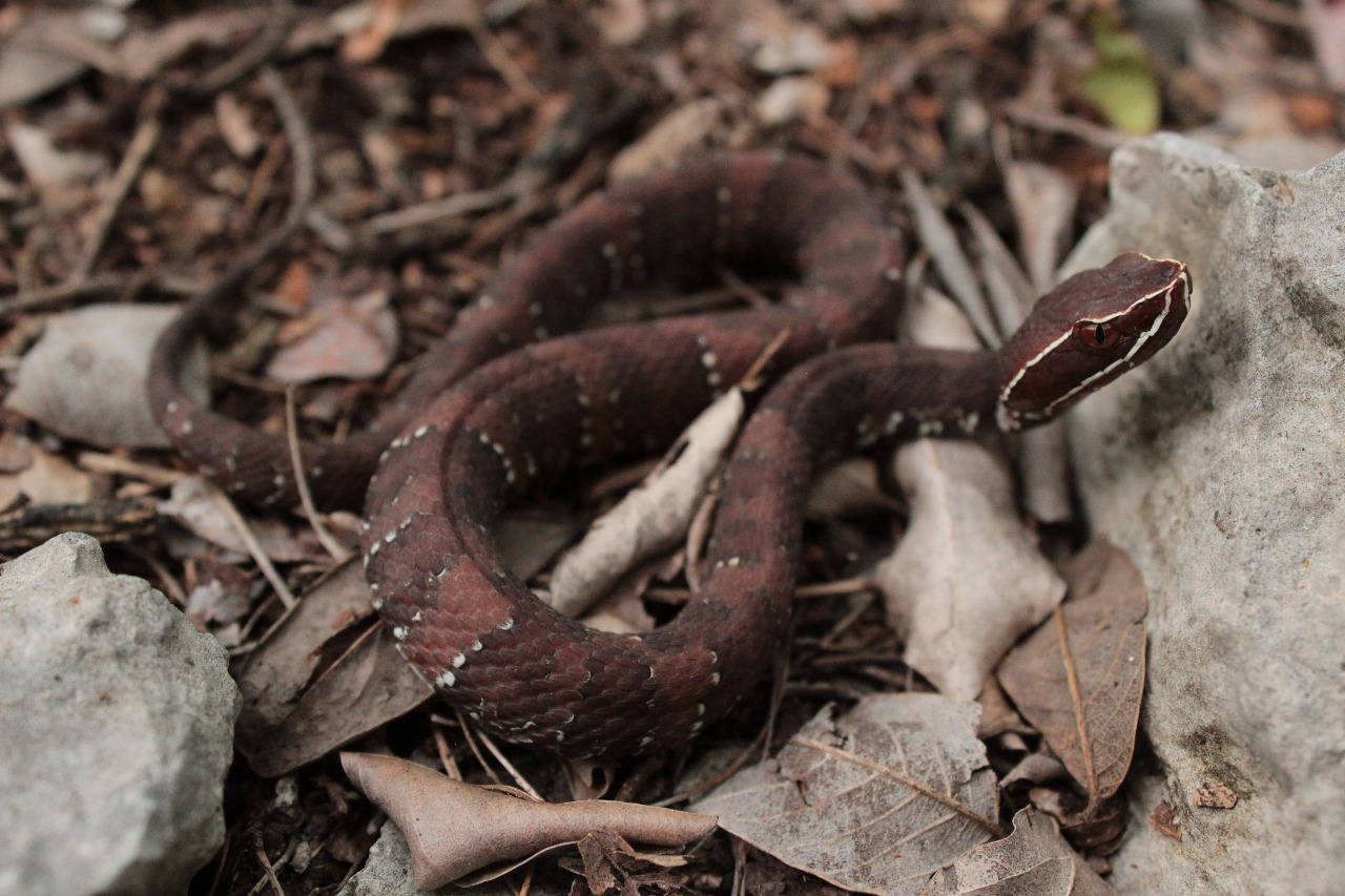 Tras lluvias, anfibios y reptiles buscan refugio en casas de Mérida