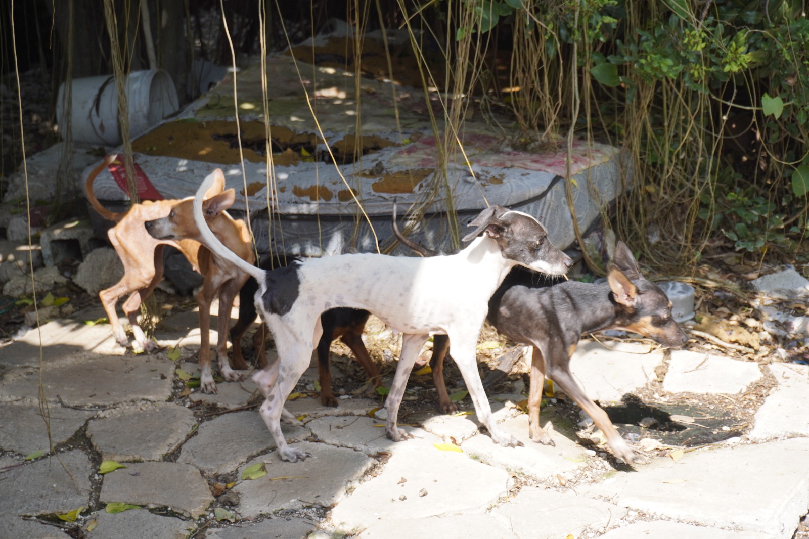 Rescatan a 48 perros en un predio de San Sebastián en el Centro de Mérida: Fotos 