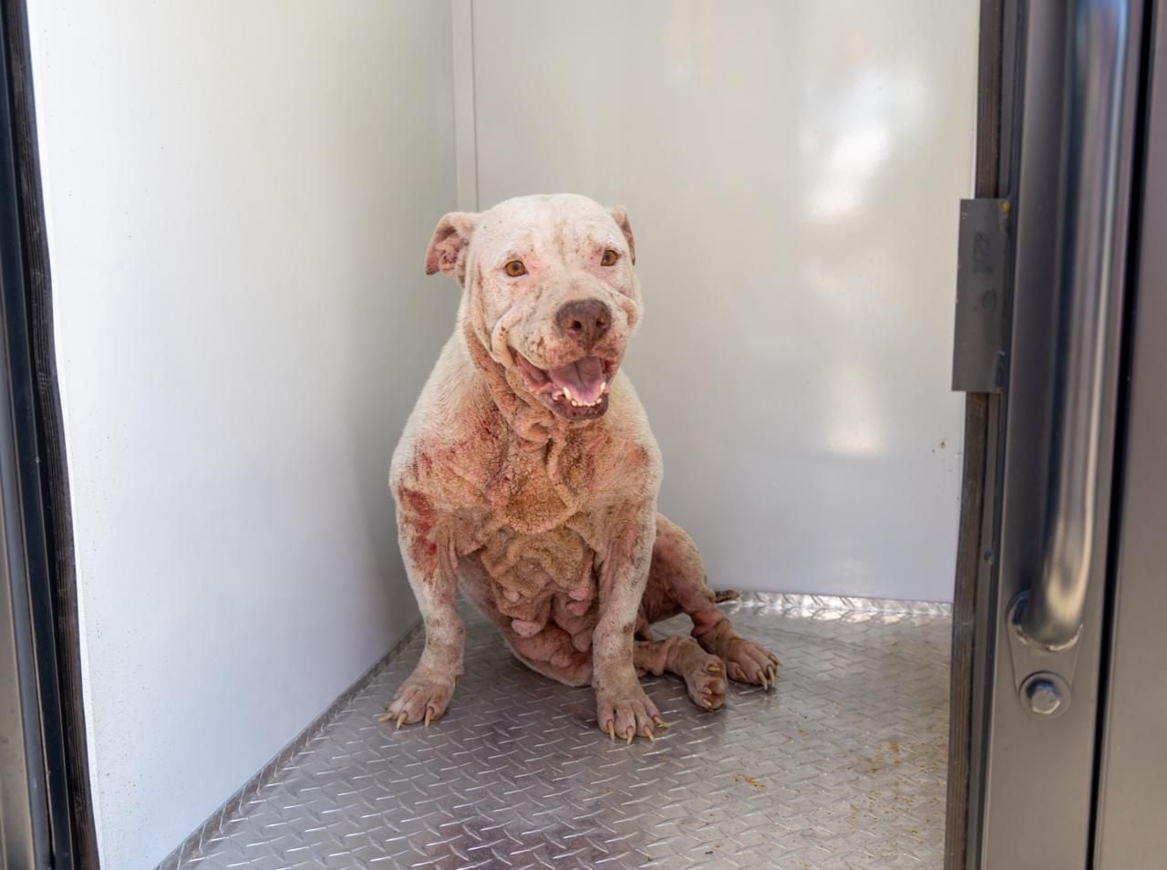 Estefanía Mercado encabeza operativo de rescate canino en Playa del Carmen