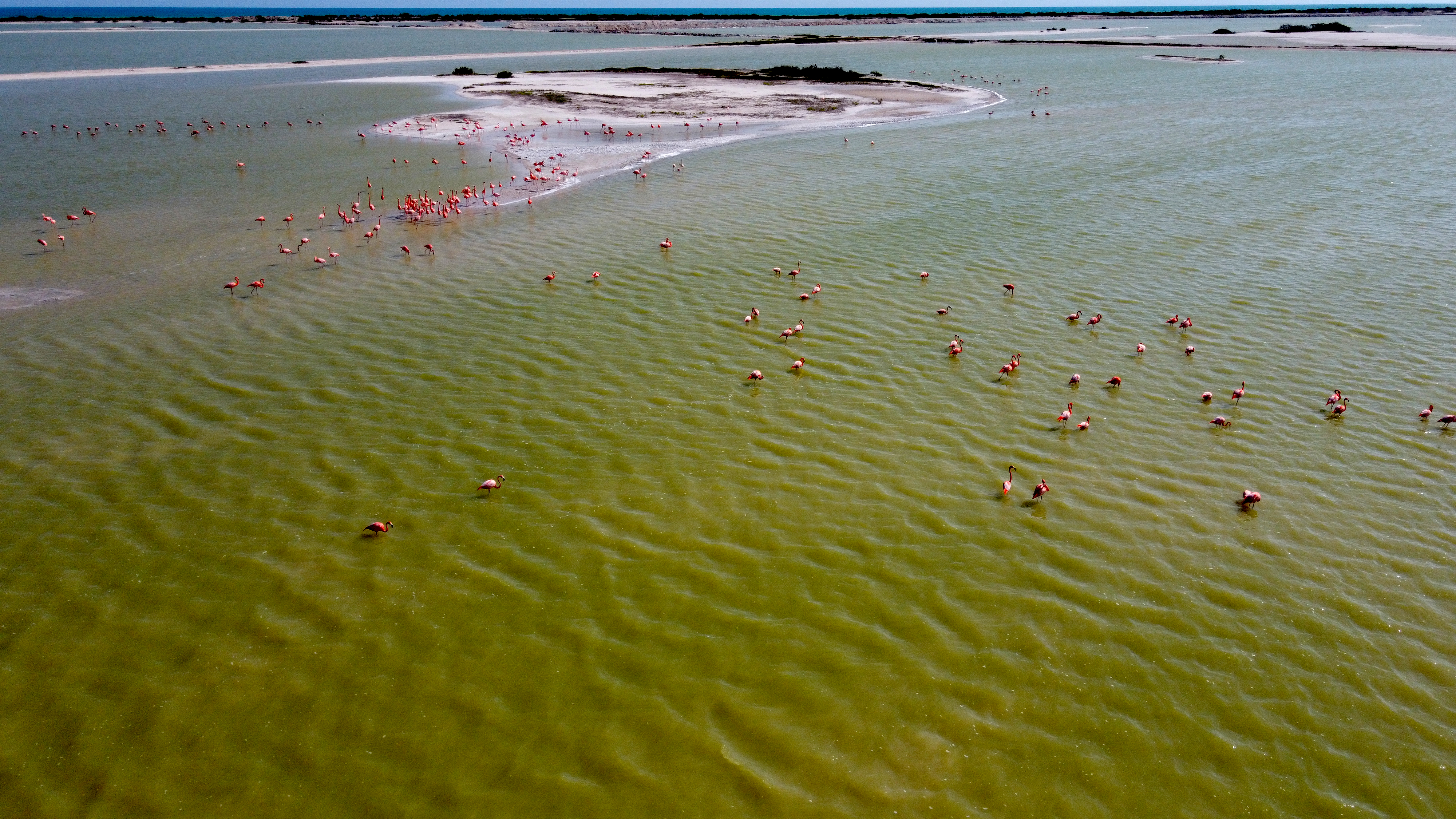 Áreas protegidas, corredores biológicos y especies silvestres