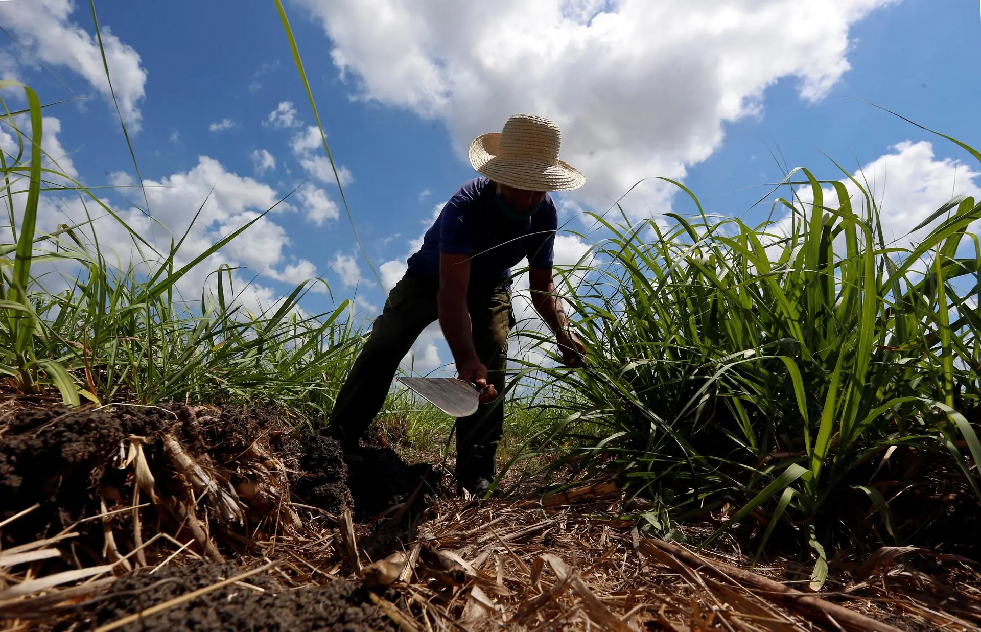 Cañeros en ingenio del sur de Quintana Roo se suman a paro indefinido en el resto del país