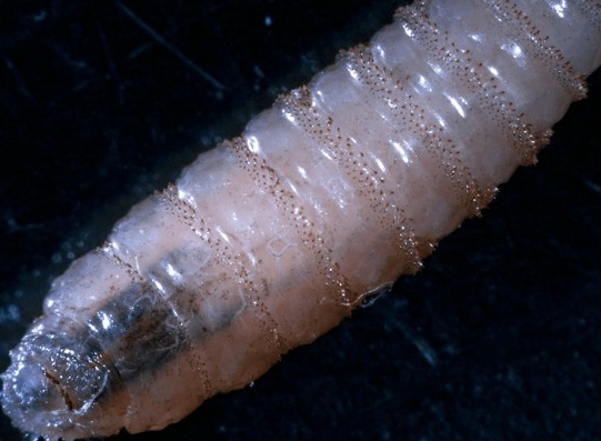 Registran séptimo contagio humano de miasis por gusano barrenador en Yucatán