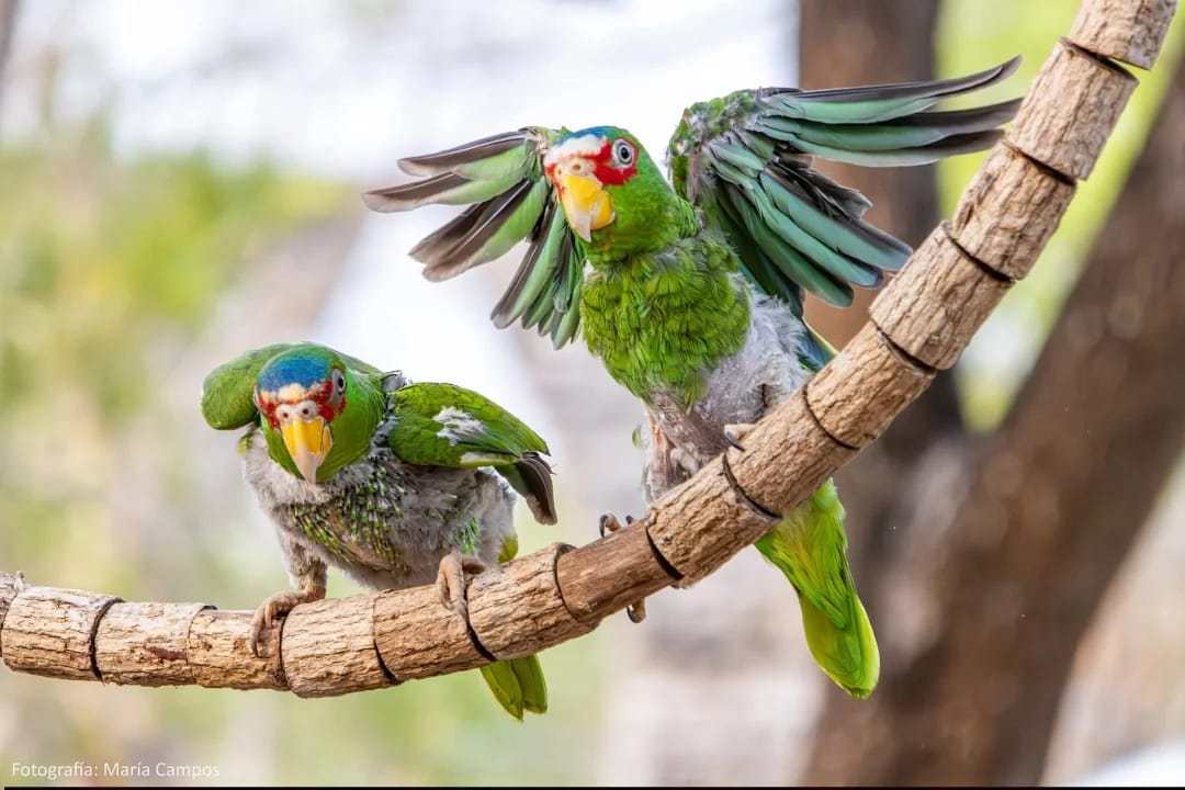 Proyecto Santa María promueve rifa a favor de la rehabilitación de loros en Yucatán