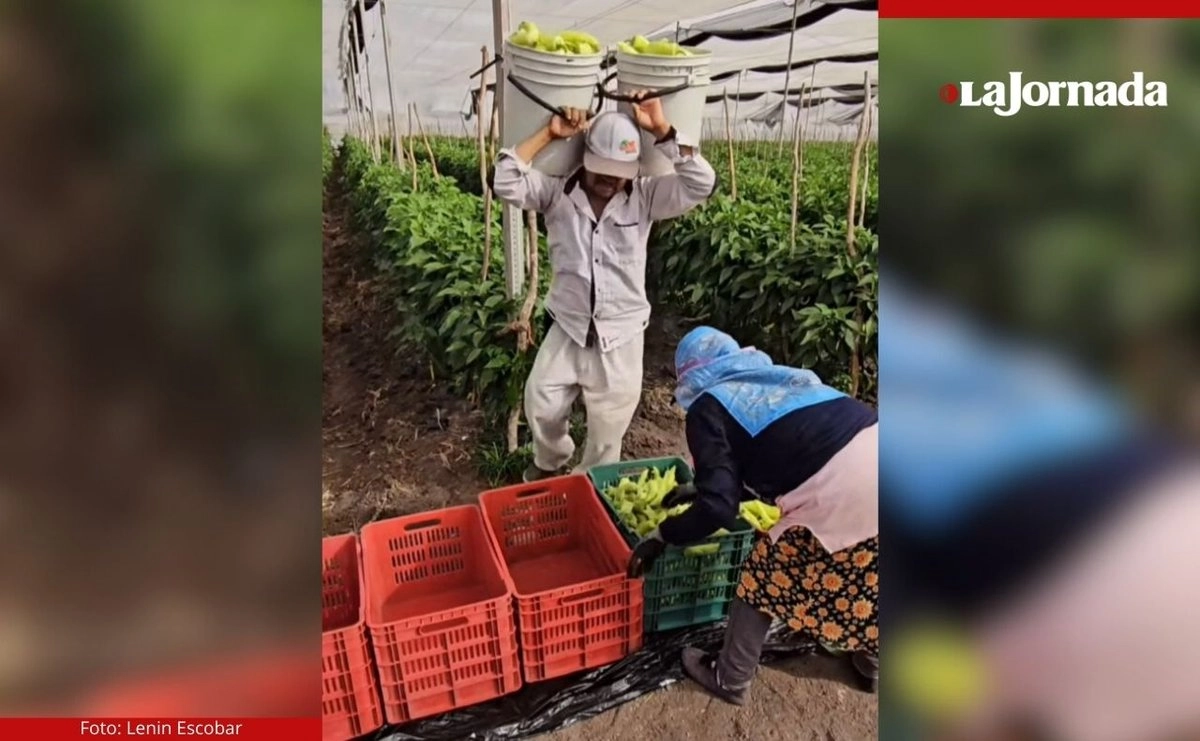 San Quintín: persiste explotación de jornaleros agrícolas