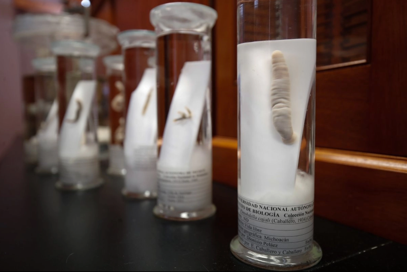 Bacteria hallada en sanguijuela endémica de México aporta molécula antibacteriana