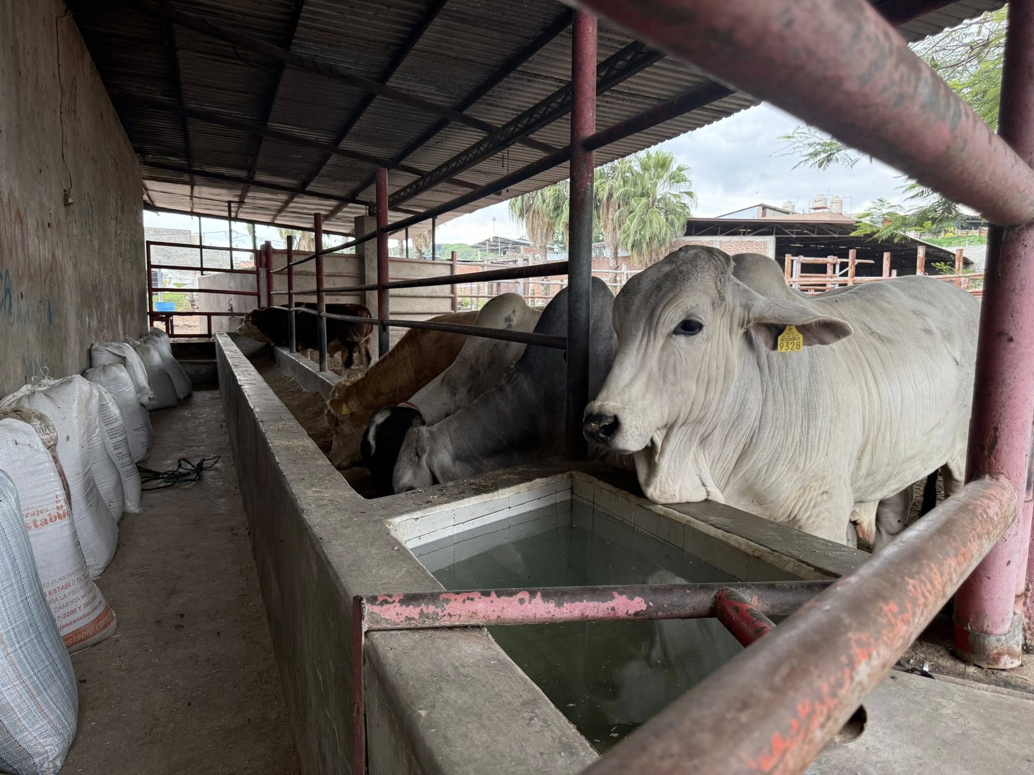 Trabajo conjunto protege la sanidad ganadera en Yucatán