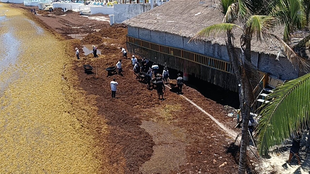 La marea de sargazo escala en QRoo: la mitad de las playas del sur ya está en alerta