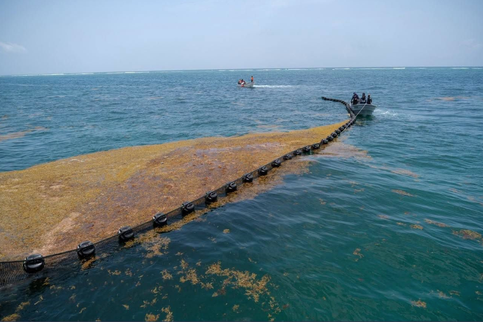 Científicos no han determinado el origen del excesivo arribo del sargazo al Caribe