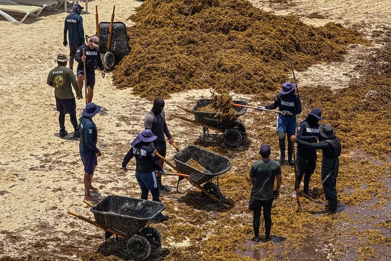 Declaran Polo de Economía Circular en Puerto Morelos para reciclar sargazo, plásticos y residuos