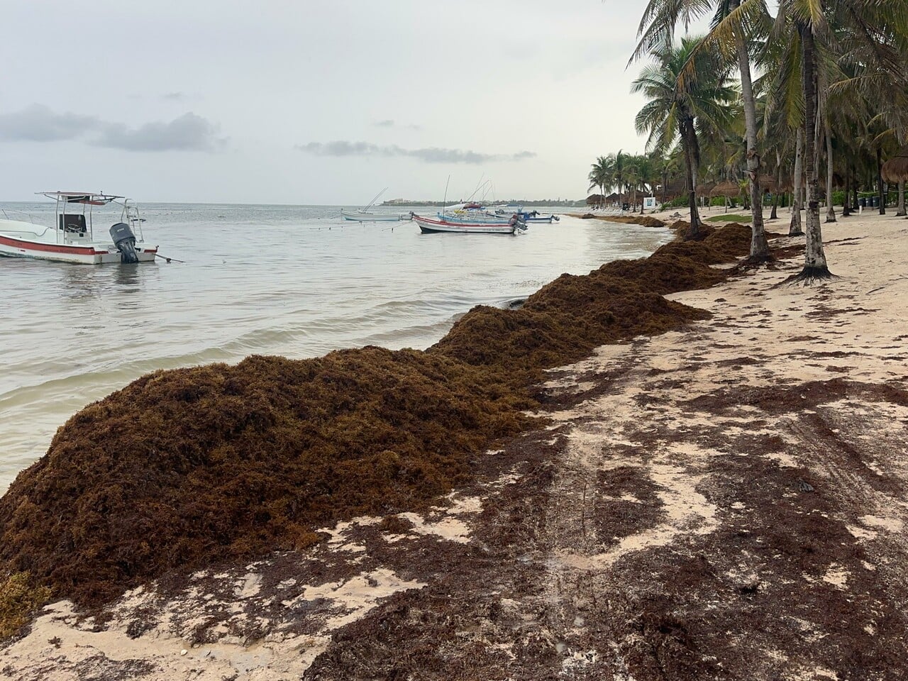 Arribo de sargazo en enero podría anticipar una temporada ''particularmente complicada'' en QRoo: experto