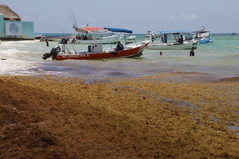 Pronostican la temporada de sargazo más intensa de la historia en el Caribe mexicano