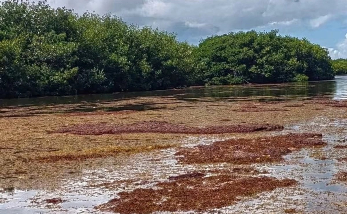 Quintana Roo: alertan por posible desplazamiento de sargazo hacia Bahía de Chetumal