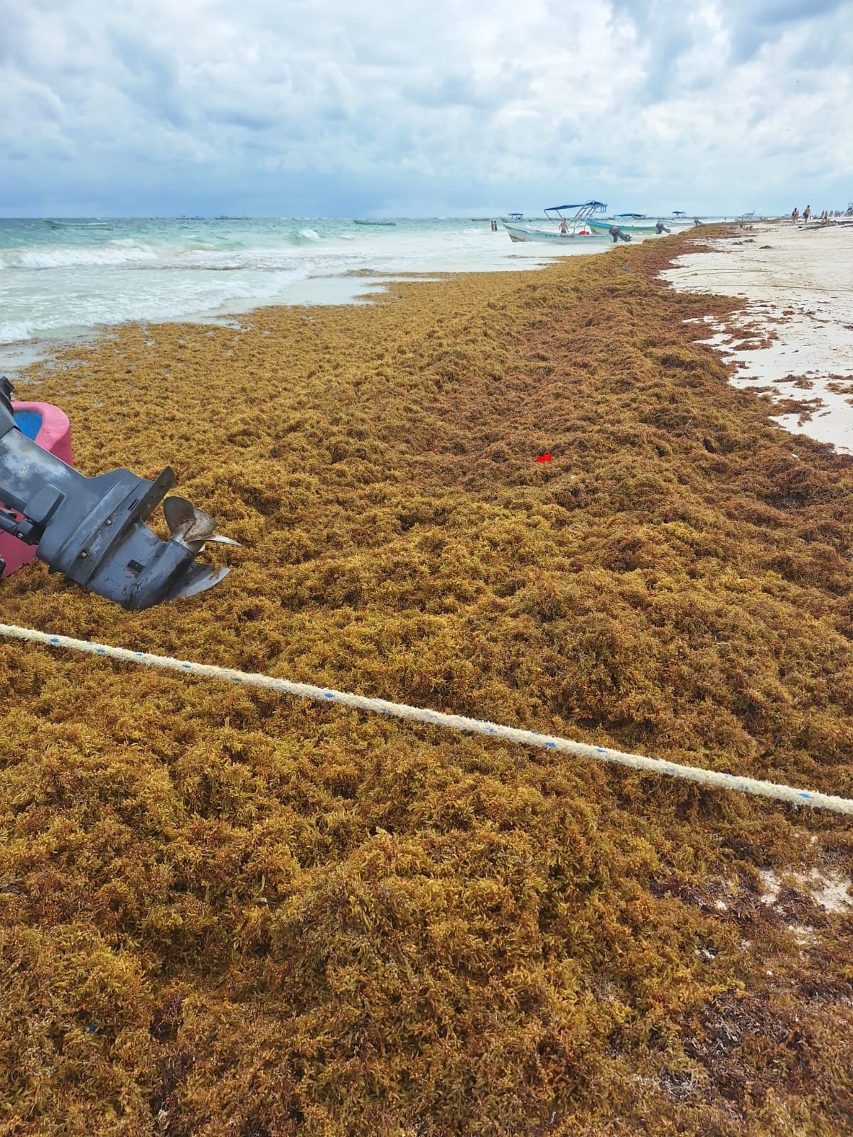 El sargazo adelanta su llegada este 2026; ya se reportan las primeras arribazones en Quintana Roo
