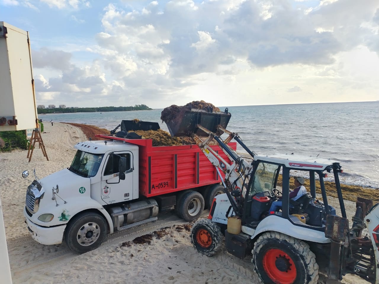 Surada deja sargazo en las costas de Playa del Carmen
