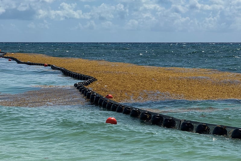 Confirman previsión de arribo de sargazo al Caribe Mexicano; sería 30 por ciento más que en 2025
