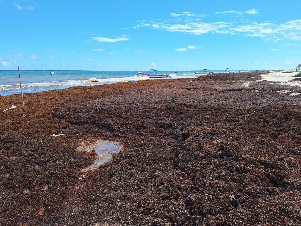 Sargazo empaña la actividad de prestadores de servicios náuticos en Tulum