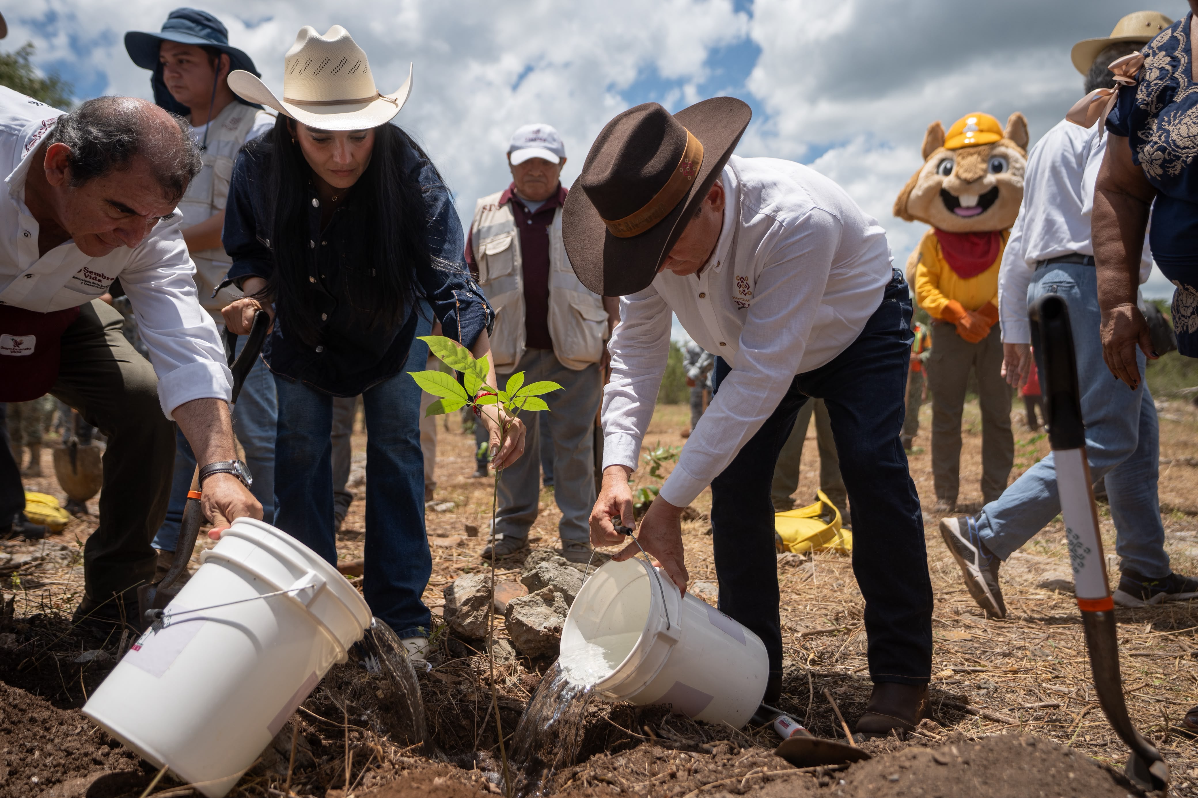 Reforestan 292 hectáreas con más de 64 mil plantas en Yucatán