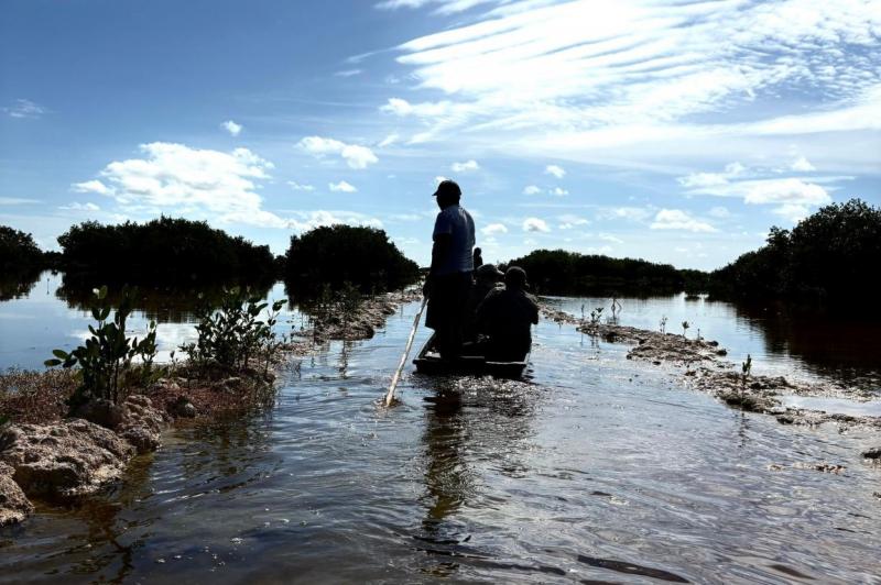 Familias de Sisal lideran la recuperación de manglares en Yucatán