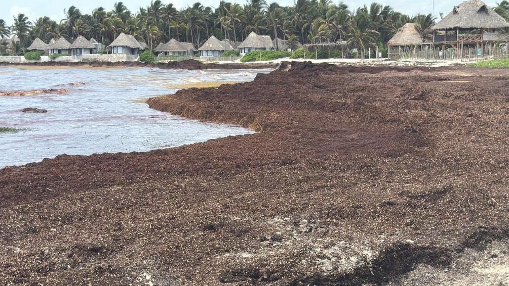 En Tulum, solicitan se declare una emergencia ambiental por el sargazo