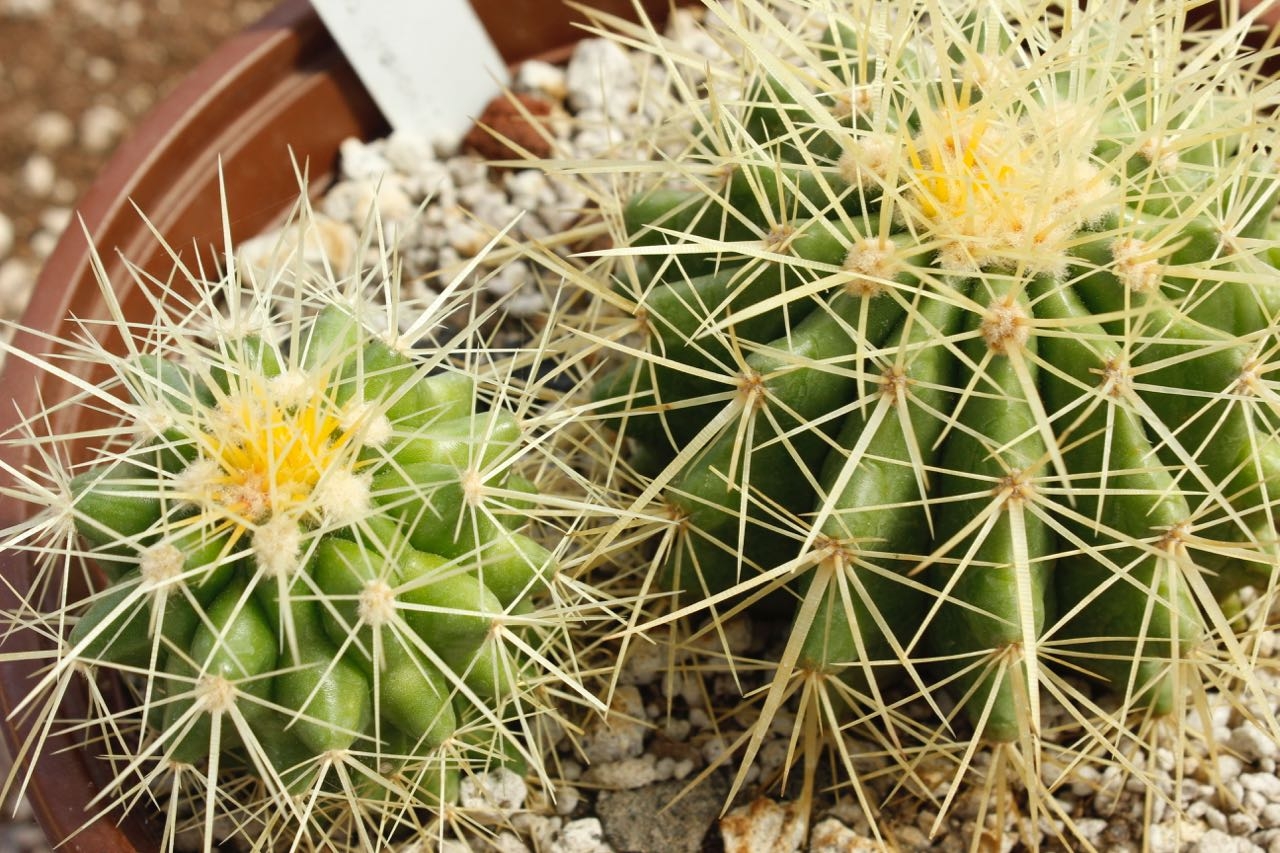 Cicy amplia colección de plantas