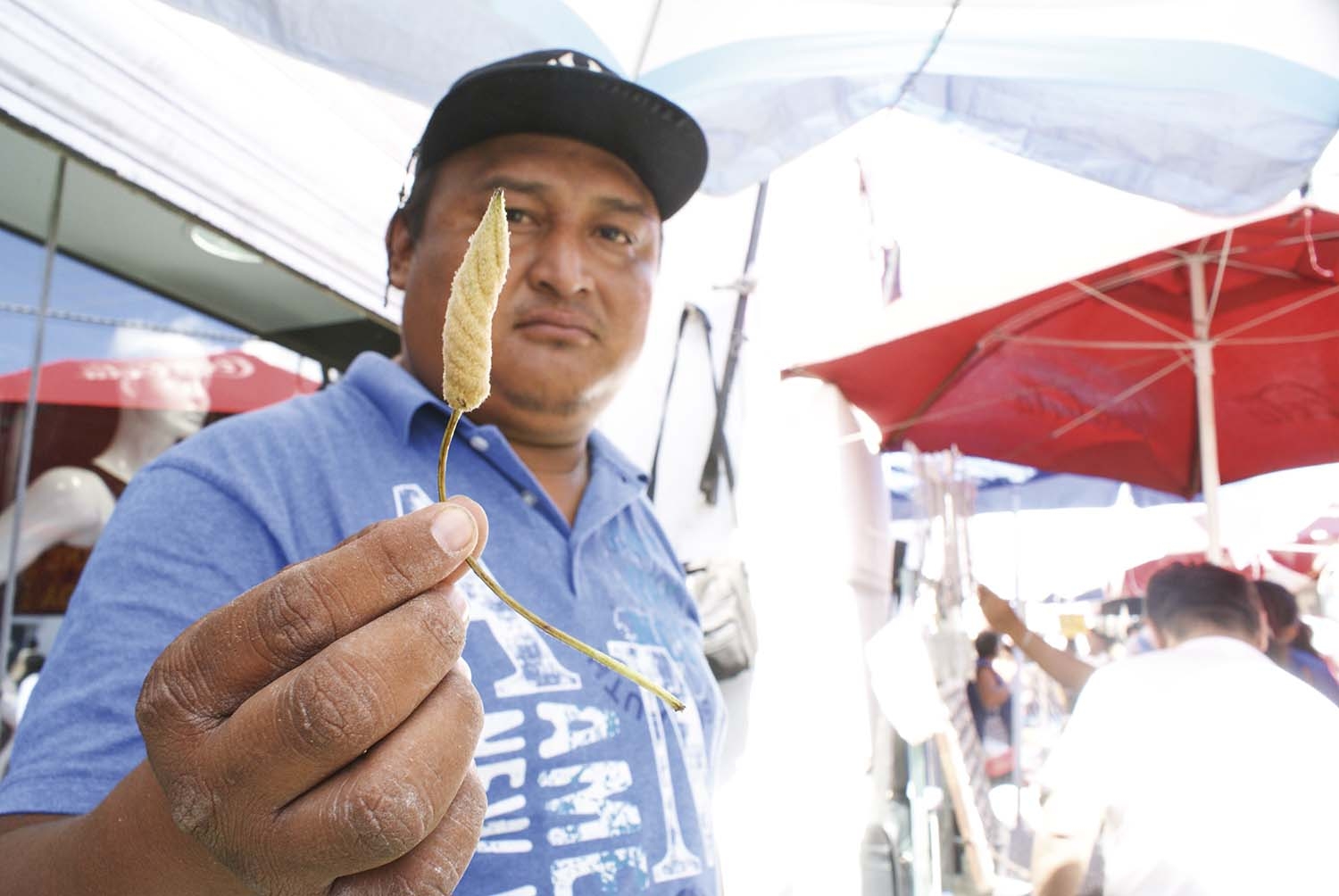 Pérdida de la herbolaria